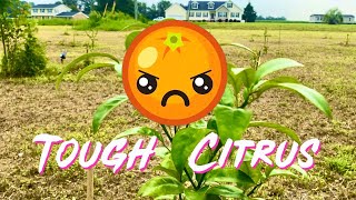 NEW RARE Citrus Grove In North Carolina - TOUGH CITRUS 💪🍊 2 groves 5 acres