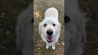 Video preview image #1 Great Pyrenees Puppy For Sale in Spring, TX, USA