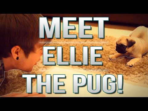 TDM Vlogs | MEET ELLIE THE PUG! | Episode 17 Video