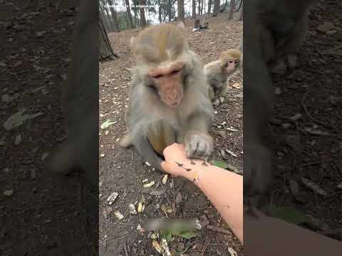 Monkey va da ippa ya kai la irrukura ethu adu pakalam 🐵