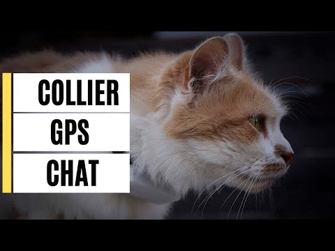 Collier GPS Tractive chat : test complet et avis 2024
