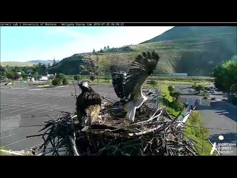 Hellgate Canyon Ospreys ~ L'el'e Goes Winging!  July 20, 2018