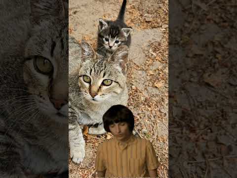 Meet Kitty Purry! 😻#kitten #glowup #transformation