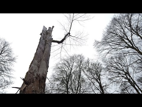 20 Cime brisée - Stammbruch - Stem breakage