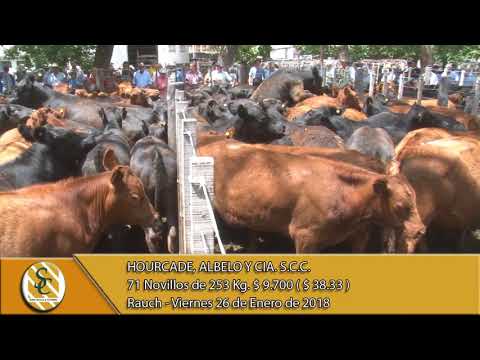 26-01-18 Venta de Macho - Hourcade, Albelo y Cia. S.C.C. - Rauch