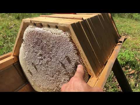 Hexagonal honey comb from a Cathedral Hive | Natural Beekeeping