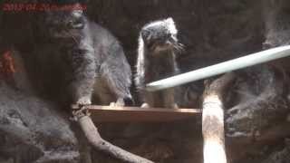 preview picture of video 'マヌルネコ 上野動物園 Japan Trip 2013 Tokyo  Ueno Zoo  Pallas's Cat(Manul) 437'