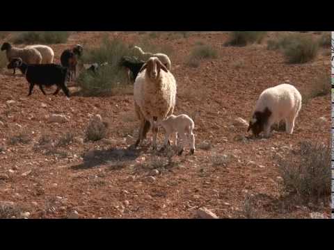 Thumbnail for animal planet short videos 2 Sheep by R.E.M.