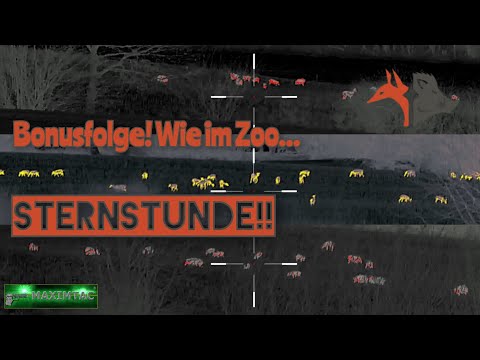 Sheep record... BONUS EPISODE!