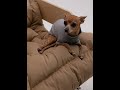 Dog sweater, pattern №988-4