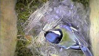 Garden Bird Parus Major Nest Building