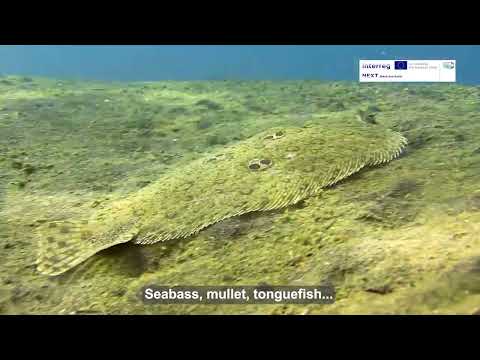 The Hidden Treasure of the Seas