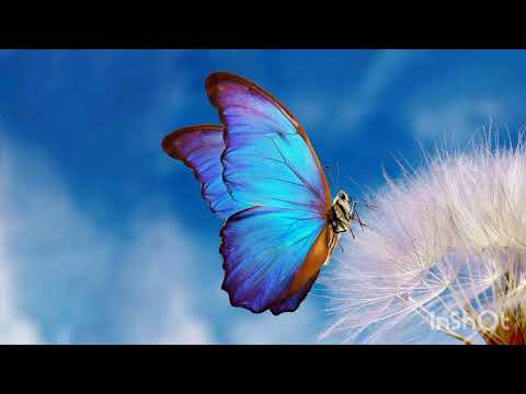 Spirit of the Wind - Amy Helm & Gila Antara