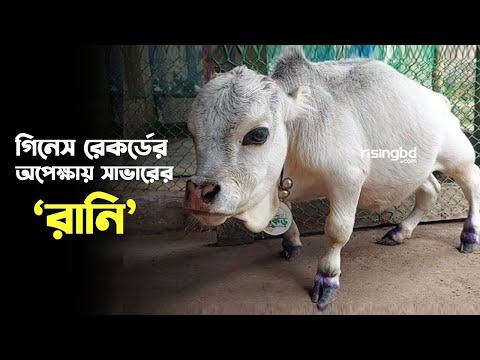 গিনেস রেকর্ডের অপেক্ষায় সাভারের ‘রানি