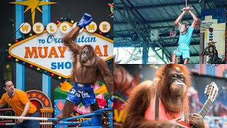 โชว์ลิงที่ดีที่สุดควรไปดู ซาฟารีเวิล์ด monkey show BKK