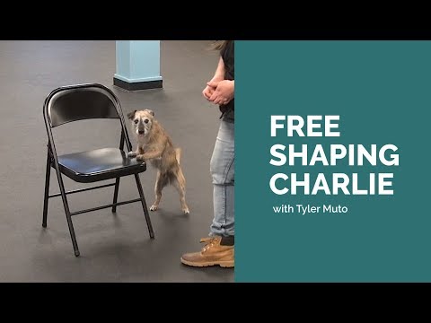 Free Shaping Demonstration with Tyler Muto