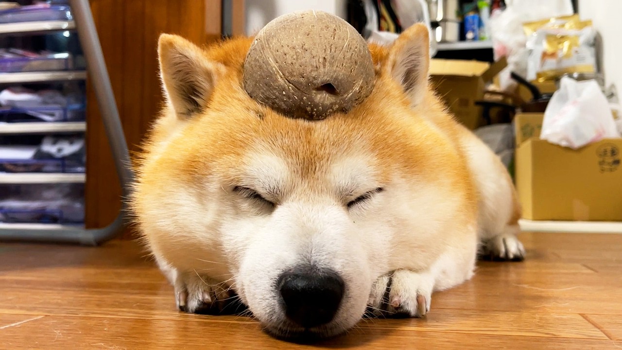 ココナッツぼうや