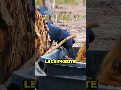 Miért mentik meg a varjak kengurukat? #animals #cute #magyar