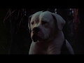 Disney S Homeward Bound 1993 Man S Best Friend Movie Clip