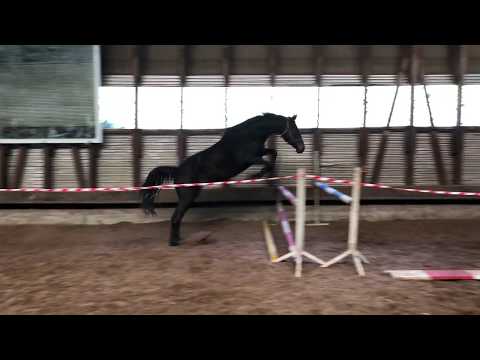 Schwalbentraum von Helium x Grand Corazon (3jährig)