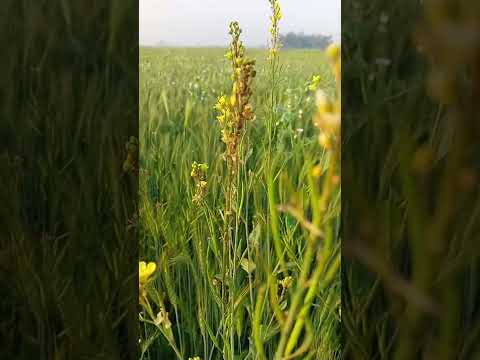 Be careful if you do mustard farming #farming #mustardfarming #bugs