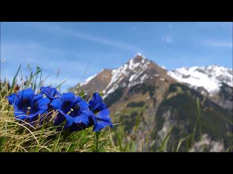 Ulpiu Vlad (*1945): Flowers and resonances (2005)