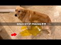 Memes But If You Laugh You Lose 14