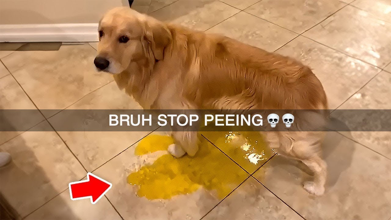 Memes but if you laugh you lose #14