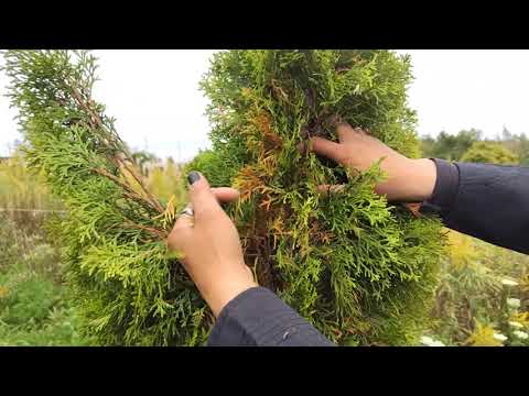 冬に地中のキョウチクトウを保護する方法