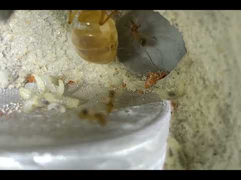 Myrmecocystus mexicanus 11/12/2021