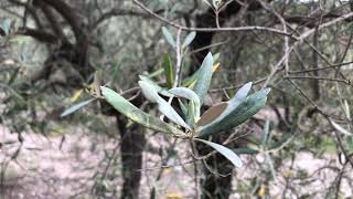 Maladie OLIVIERS ; Œil de Paon ou CYCLOCONIUM