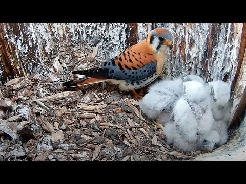 Male Kestrel Makes An Early Morning Check On His Five Chicks – May 29, 2025