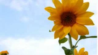 Flores - Biagio Antonacci (Fiore in spagnolo)