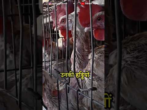 Dark reality of eggs - killing 'spent' hens