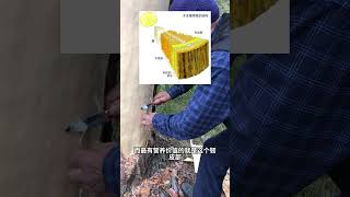 [問卦] 中國人吃草可以活三年是真的假的？