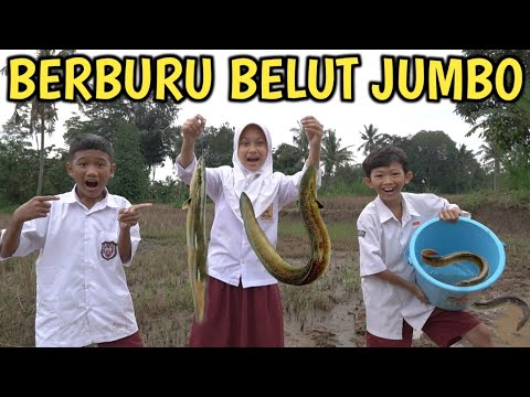 BERBURU BELUT JUMBO DI SAWAH BARENG DESMA