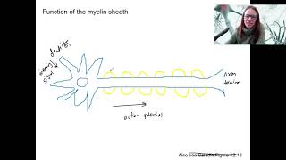 10.5 myelin sheath