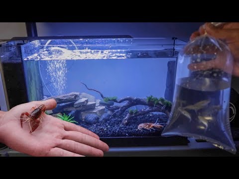 download lagu mp3 mp4 Lobster Tank, download lagu Lobster Tank gratis, unduh video klip Lobster Tank