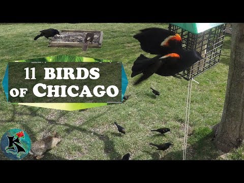 Birds of Chicago Suburbs | Koaw Nature