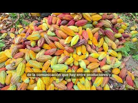 ARAUQUITA: El viaje del grano de oro