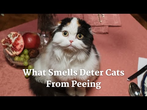 YouTube video about: Does peppermint oil stop cats from peeing?