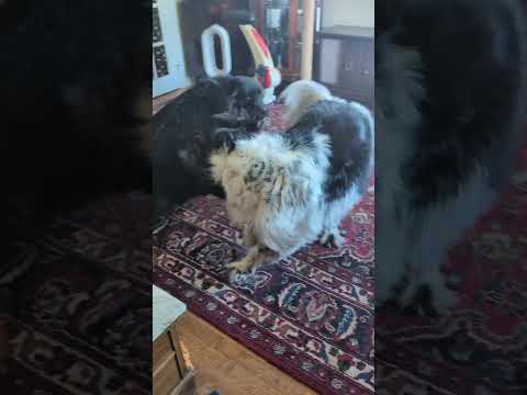 Moshing out to Negative Approach