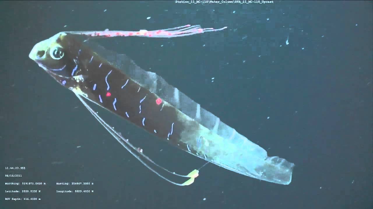 ROV Encounters a Bizarre Deep-Sea Oarfish | Video