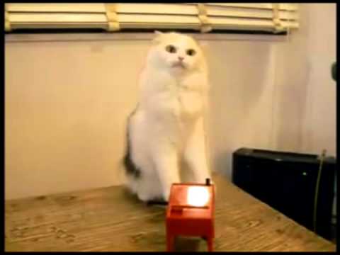 Kitty plays with a theremin REMIX