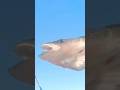 Video Thumbnail for Not allowed  to fish where? #fishing #walleye #shorts