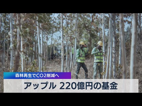 森林保護プロジェクトによるCO2補償は過大評価されている