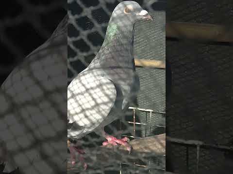 Vandenbroucke x JanAarden #kalapatids #racingpigeon #cprc #vandenbroucke #janaarden