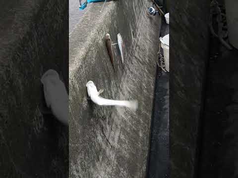 Zeevissen Amezonhaven Rotterdam Europoort jan en jack 12/12/2024