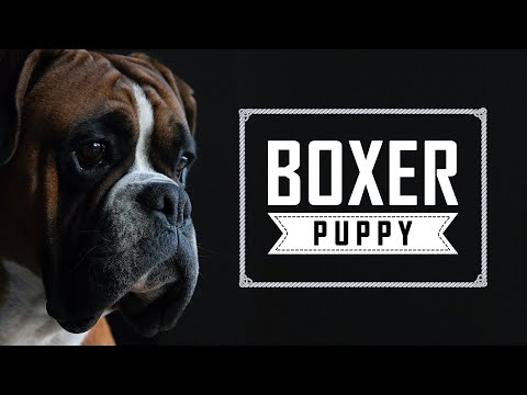 Boxer Puppy | Complete Boxer Dog Breed Guide | #petmoo | #boxerdog | #dogbreedvideo