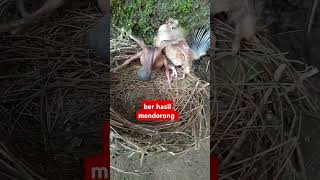 Download lagu PART 2 ANAK BURUNG KEDASIH INI BER HASIL MENDORONG SODARA TIRINYA KELUAR DARI SARANG #SHORTS mp3 Download lagu PART 2 ANAK BURUNG KEDASIH INI BER HASIL MENDORONG SODARA TIRINYA KELUAR DARI SARANG #SHORTS mp3